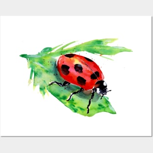 Lady Bug on a Green Leaf Posters and Art